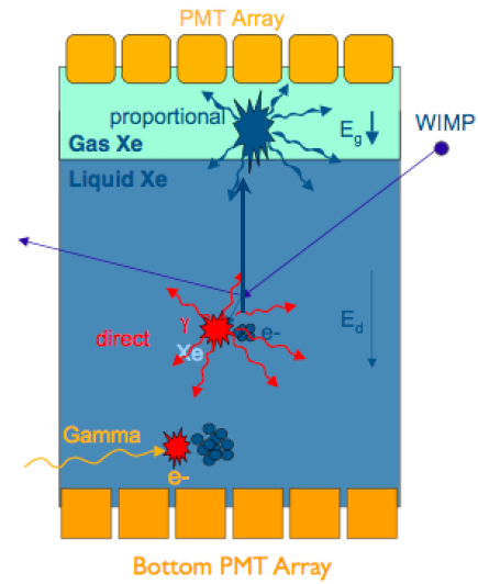 XENON detector